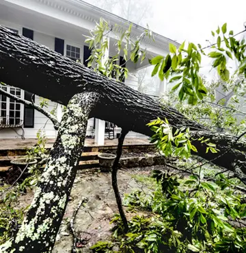 A large tree fallen in the front yard of a white colonial-style home following storm damage, with broken branches and scattered leaves covering the stone walkway and porch area.